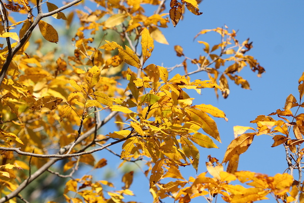 yellow leaves against a blue sky