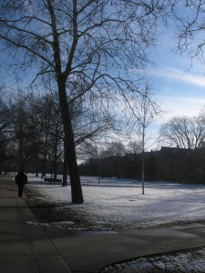 tree, sky, snow on the ground, shadows