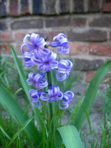 curly purple flowers, green stems and leaves, brick wall behind