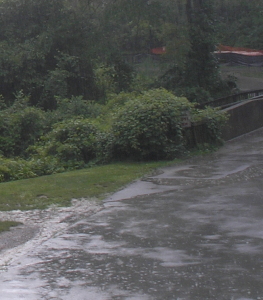 _rain splattering on the pavement in front of a green bushy area_