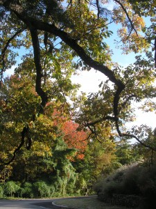 _a dark branch silhouetted in front of autumn-colored trees_