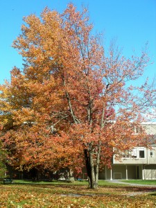 _large tree, half covered in red-orange leaves_