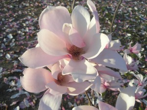 a pair of pale pink magnolia flowers in the sunlight